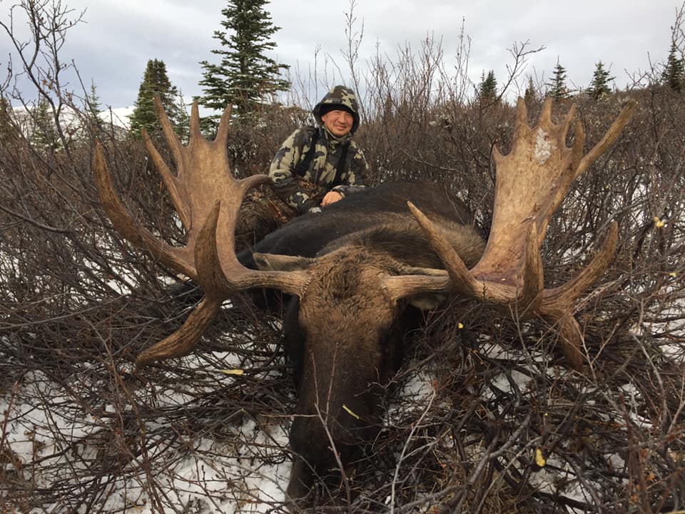A bugling Rocky Mountain Elk in a field